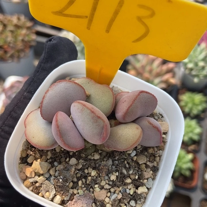 2113红蛋多肉植物