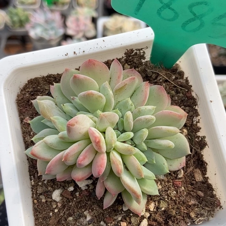 1885粉珍妮缀多肉植物