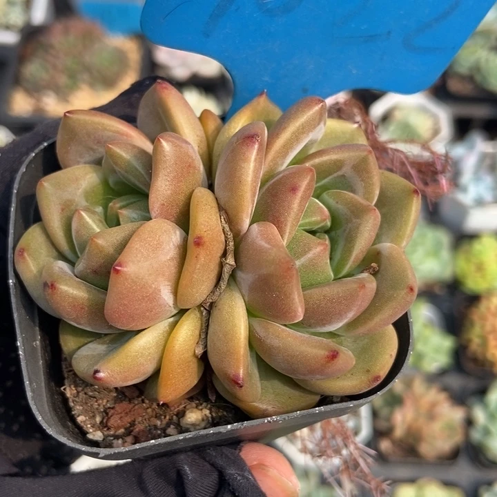 1022香槟duopoly多肉