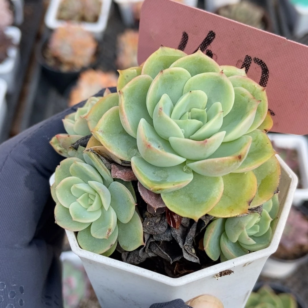 1412哈密瓜多肉植物保护