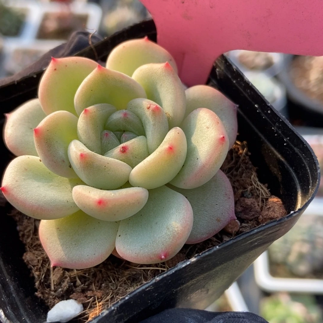 601甜心多肉植物纤维