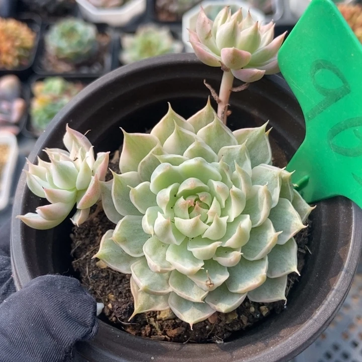 965玛格丽特锦多肉植物