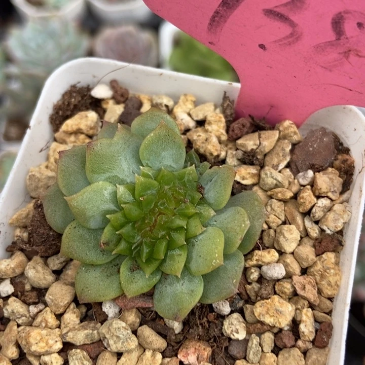 7385冰魄缀多肉植物