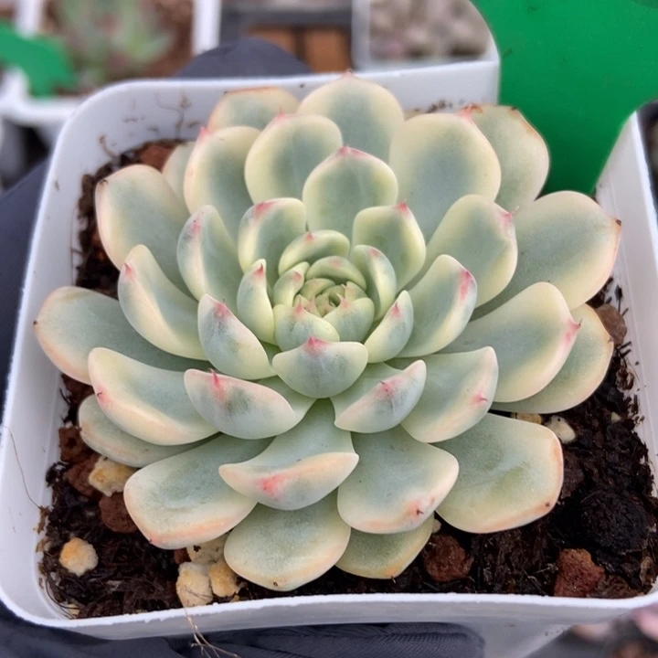 752忌廉锦多肉植物保护
