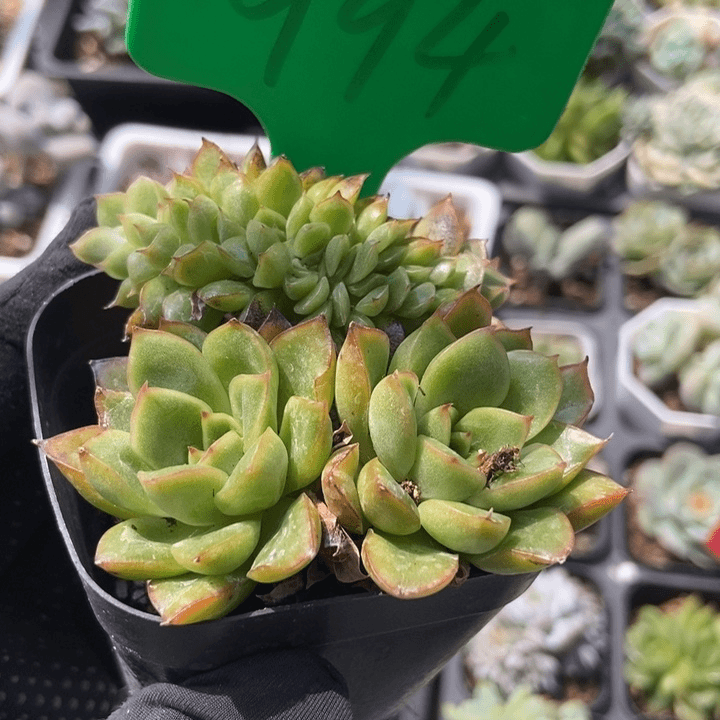 994混沌皮缀多肉植物