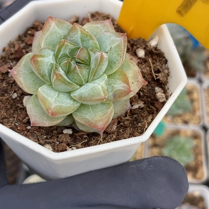 564粉钻多肉植物保护