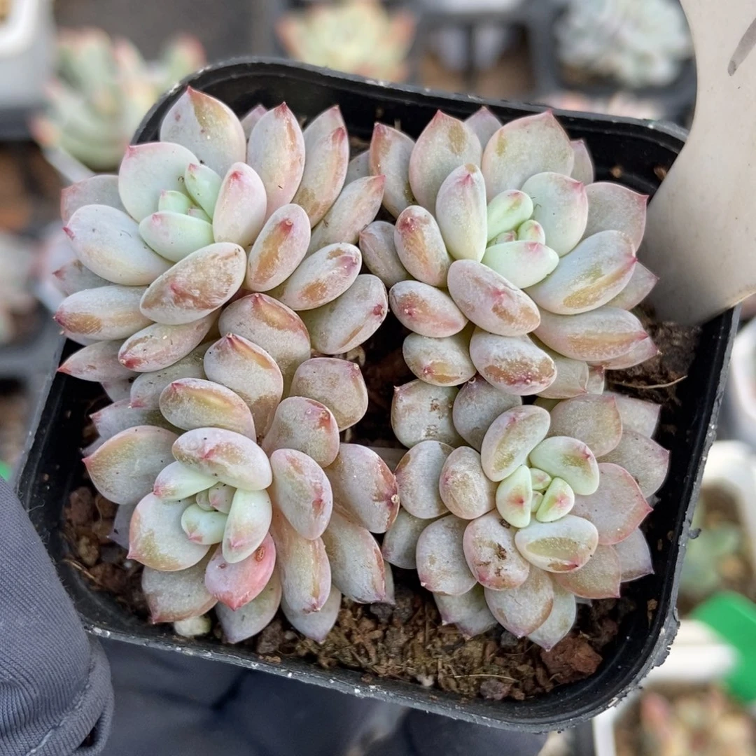 1990玉芙蓉多肉植物保护