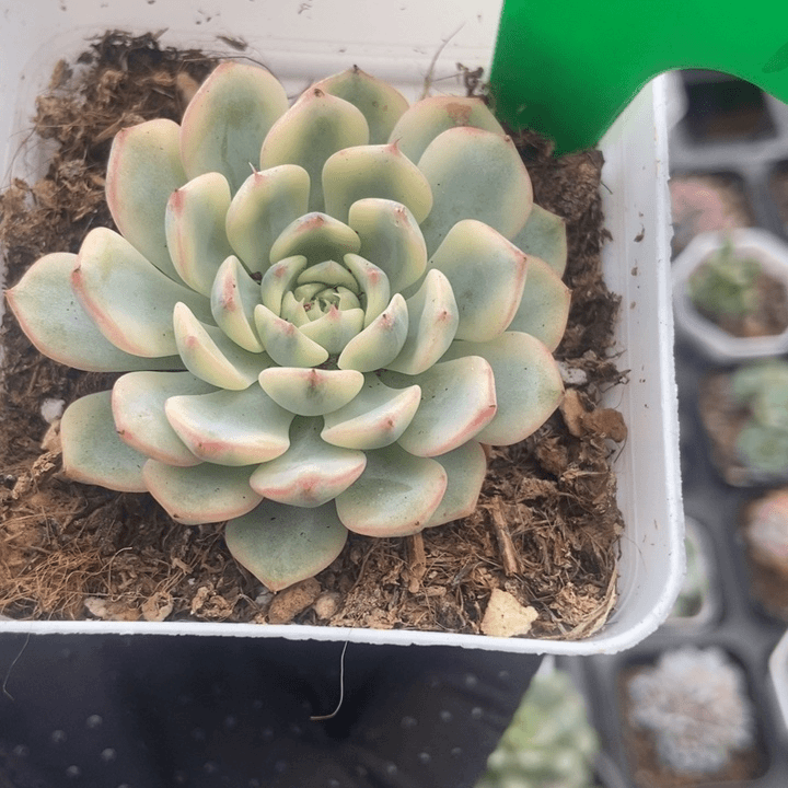 1027姬莲锦多肉植物