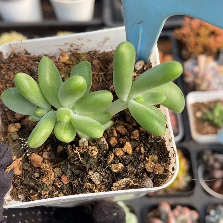 501金蝉多肉植物