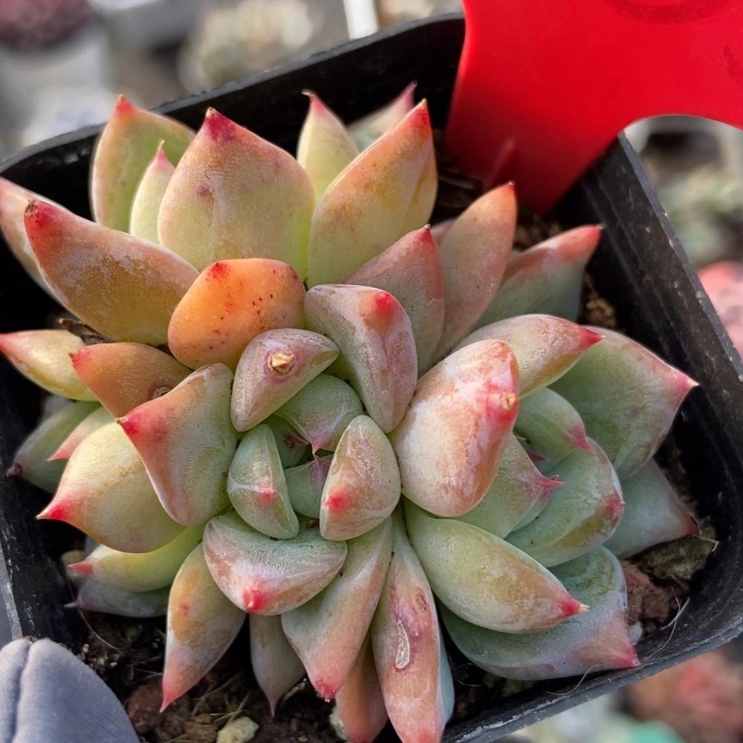 1965白拉糖多肉植物