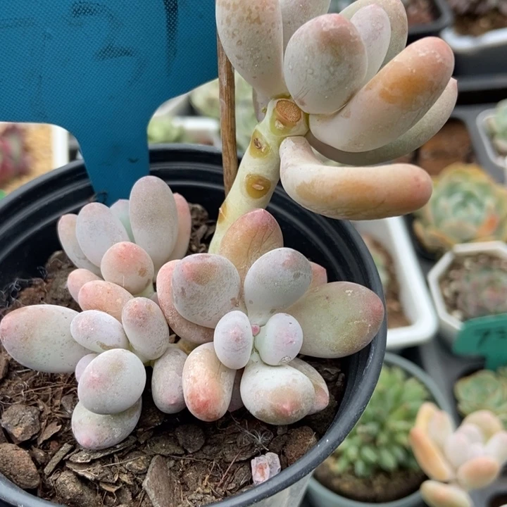731海狸美人多肉植物百科