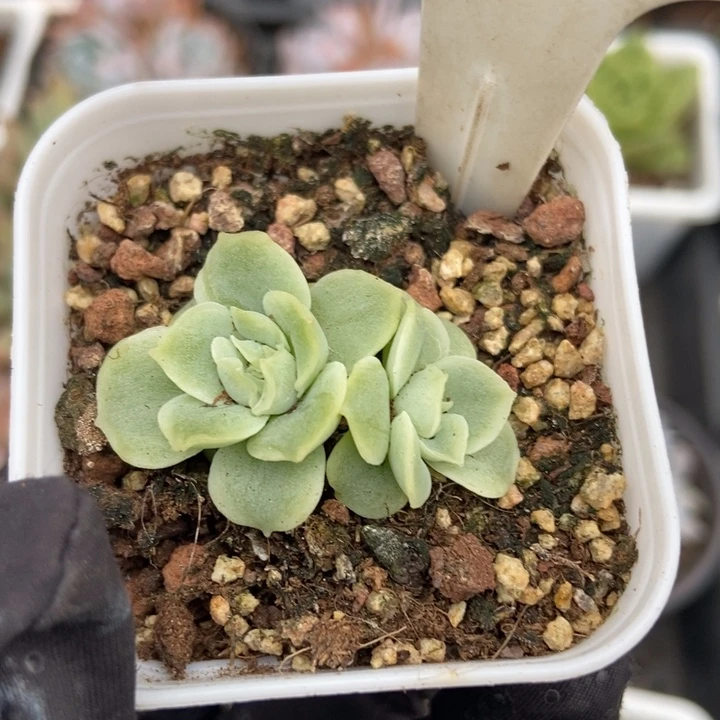 954水晶虾饺多肉植物