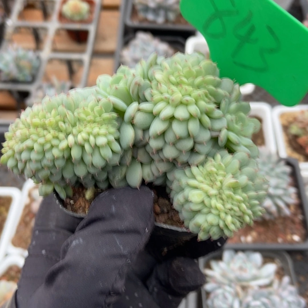 843白胖子多肉植物保护