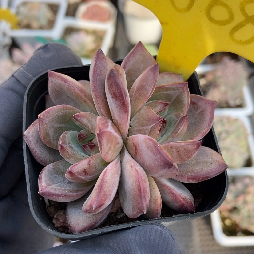 1868夜魔侠多肉植物保护