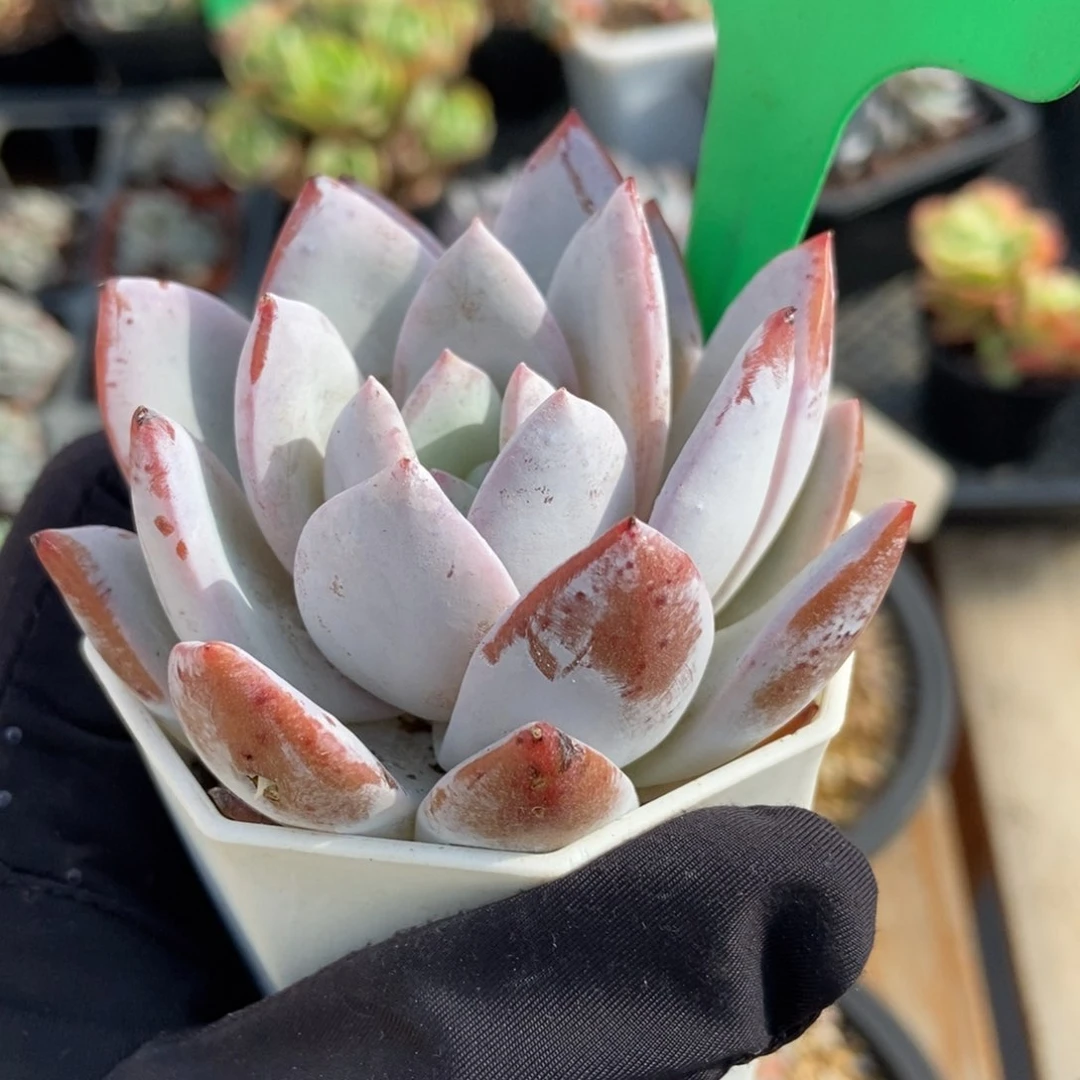 880嫦娥多肉植物保护