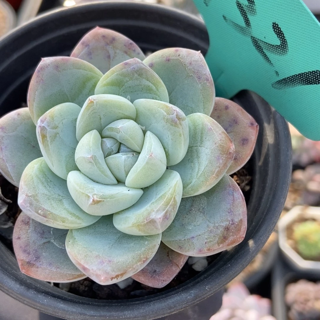 7321冰玉多肉植物保护