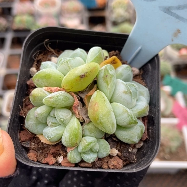 1627翡翠冰玉多肉植物
