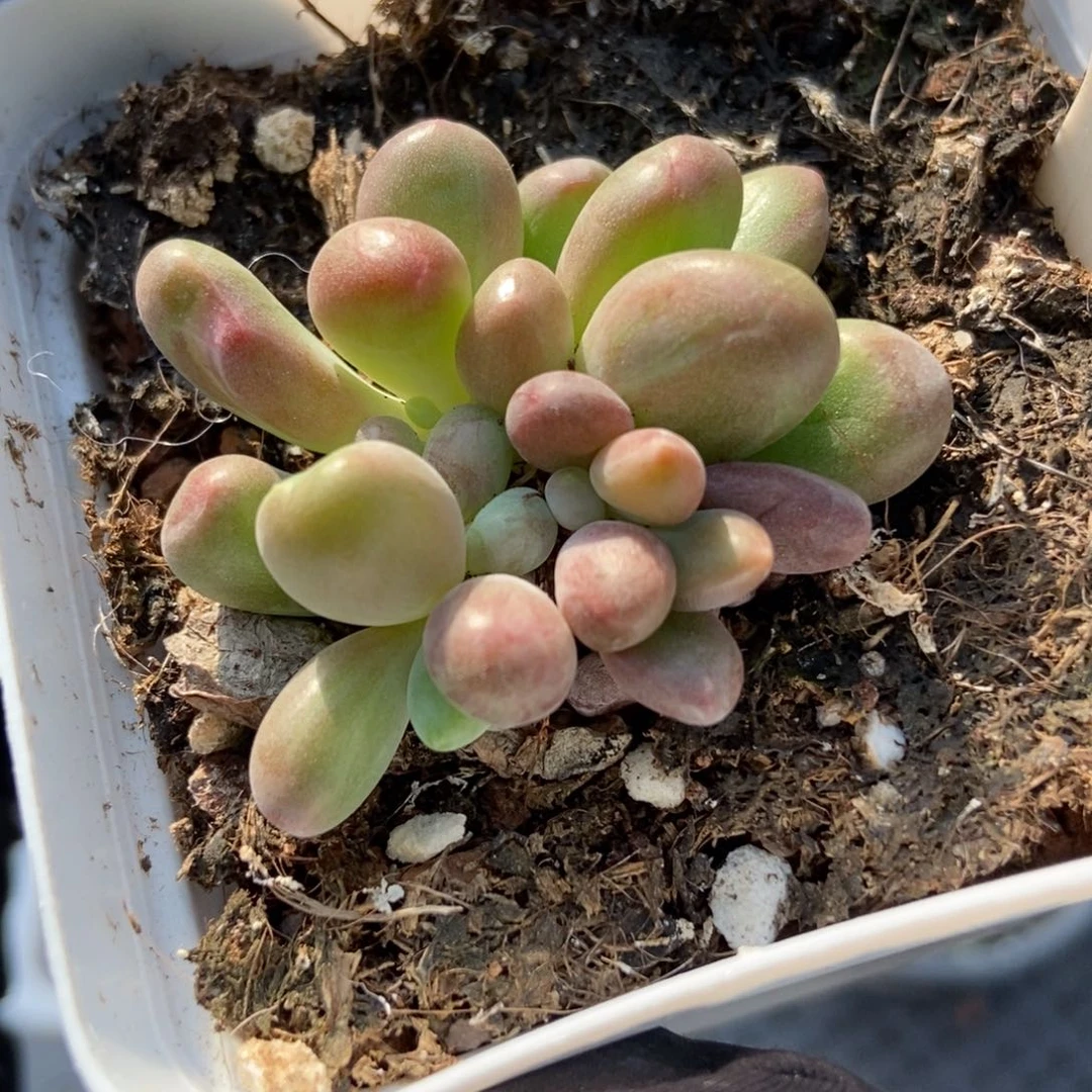 960金蝉多肉植物保护