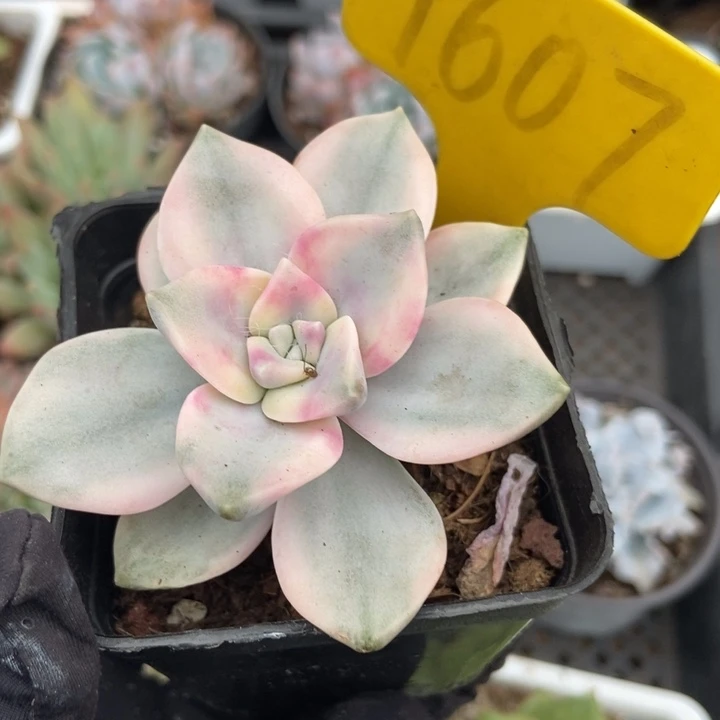 1607紫乐锦多肉植物保护