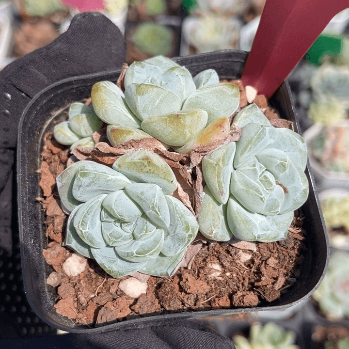 256翡翠冰玉多肉植物