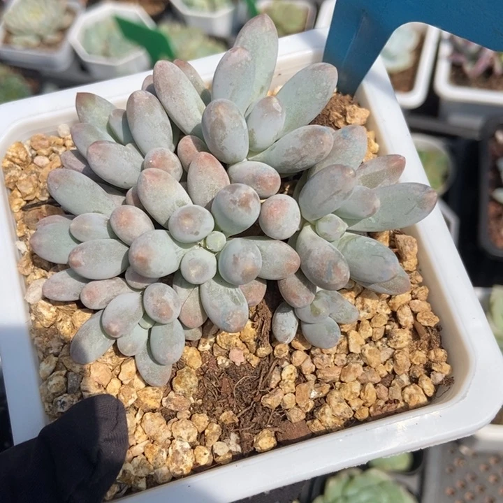 720汤圆多肉植物