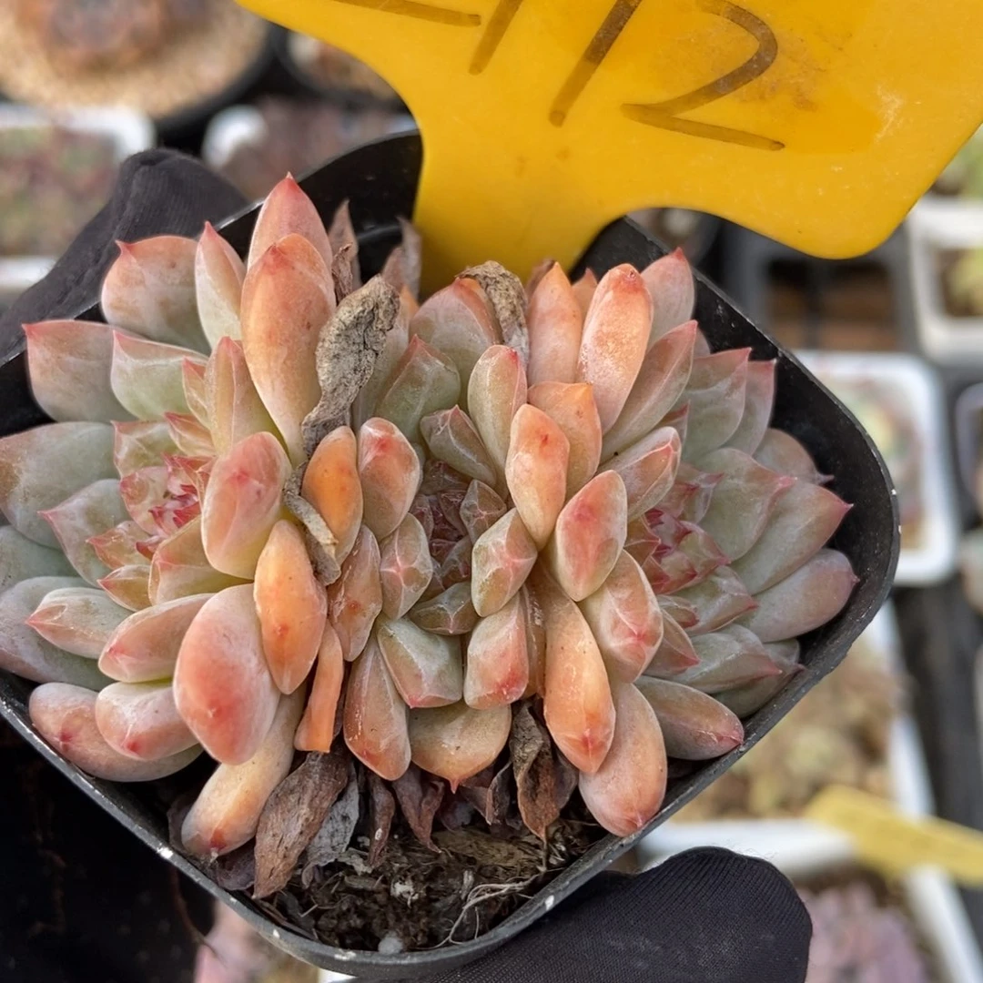 2112冰魄多肉植物保护