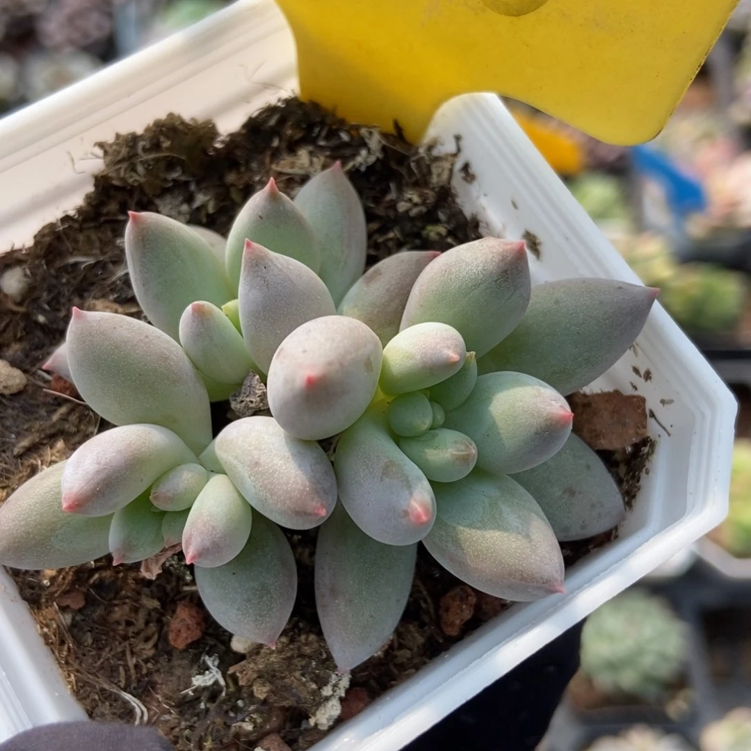 2066所罗门多肉植物保护