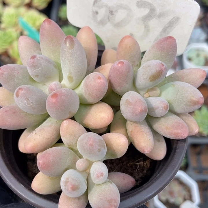 6039粉色恋人多肉植物保护