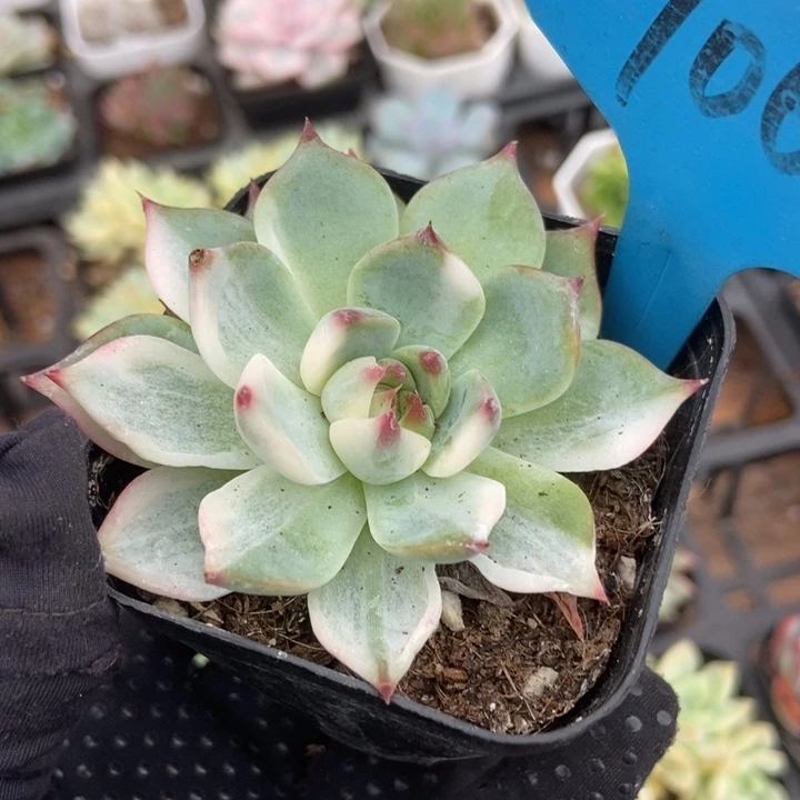 7069吉娃娃锦多肉植物