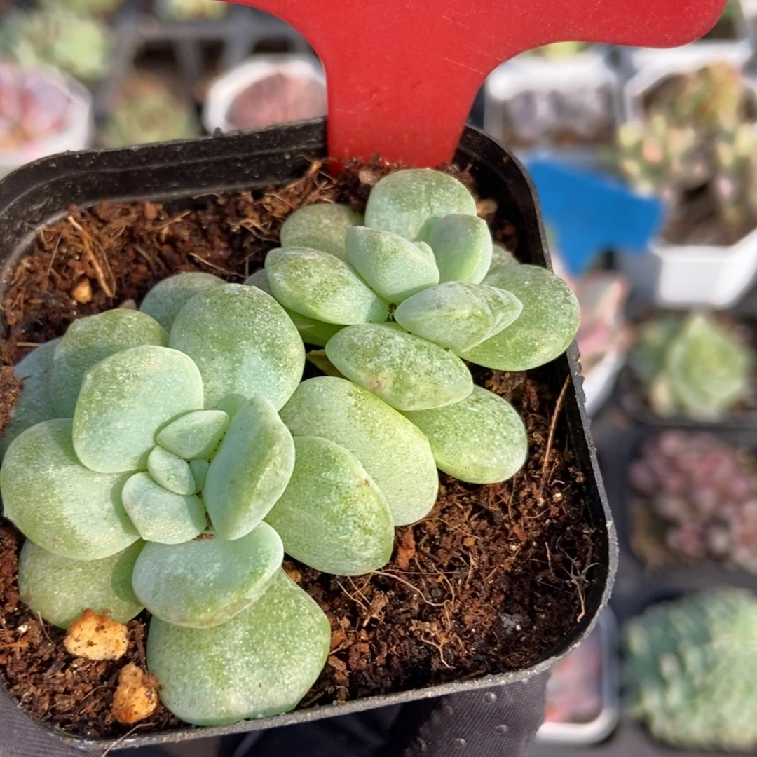 35冰玉石化多肉植物保护