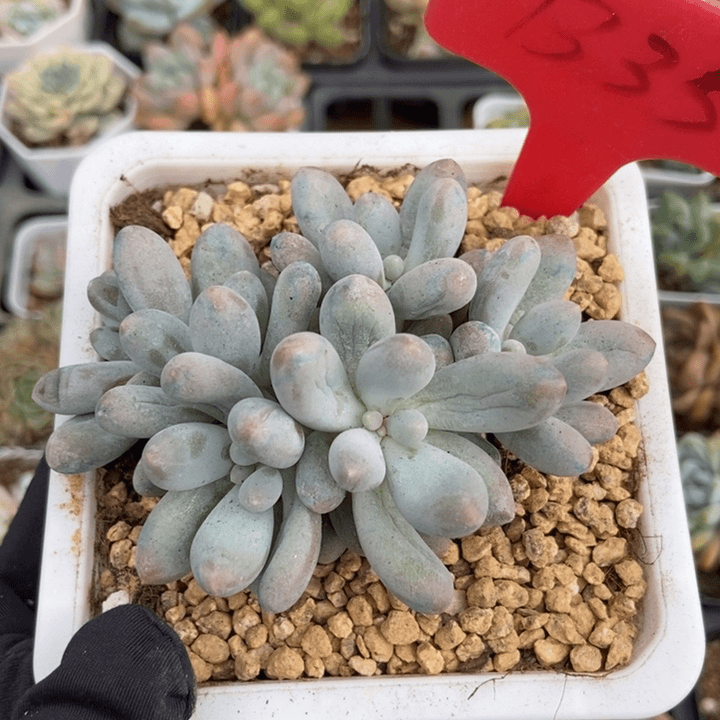 35汤圆多肉植物保护