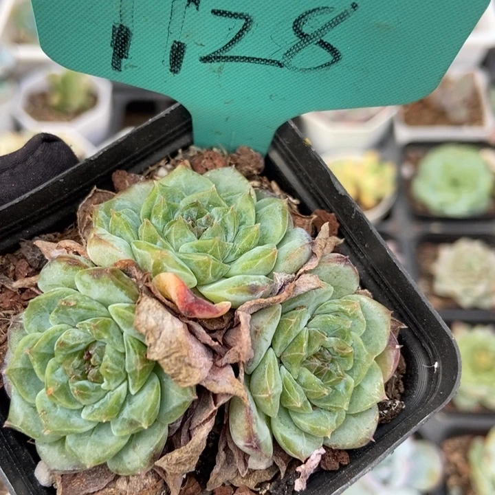 1128冰魄多肉植物保护