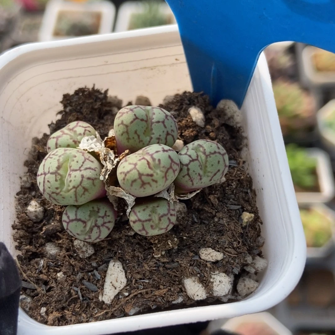 6156肉锥多肉植物保护