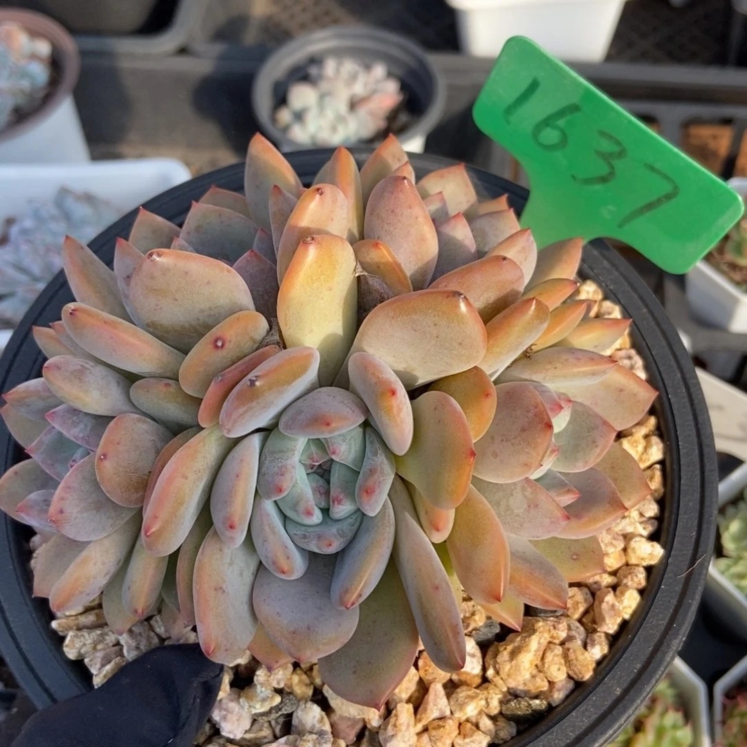 1637星影多肉植物保护