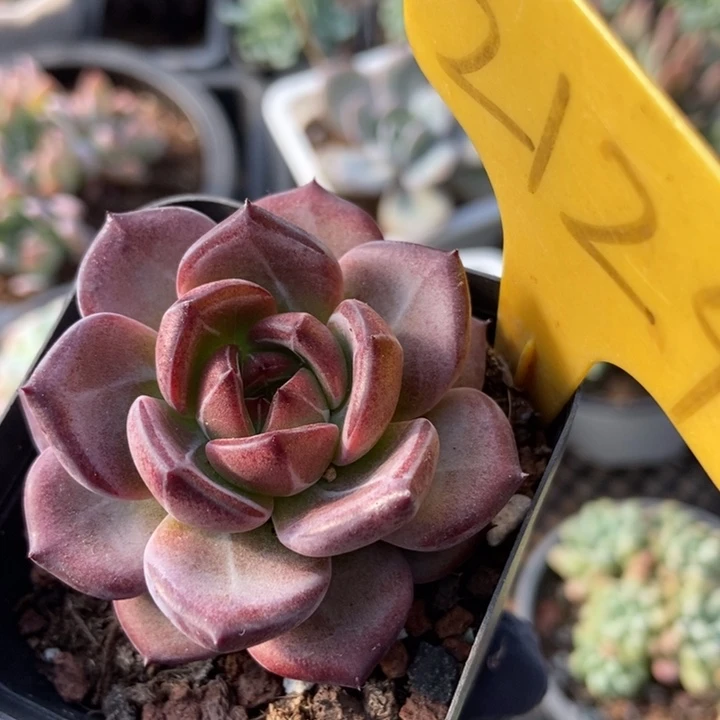 2124夜魔侠多肉植物