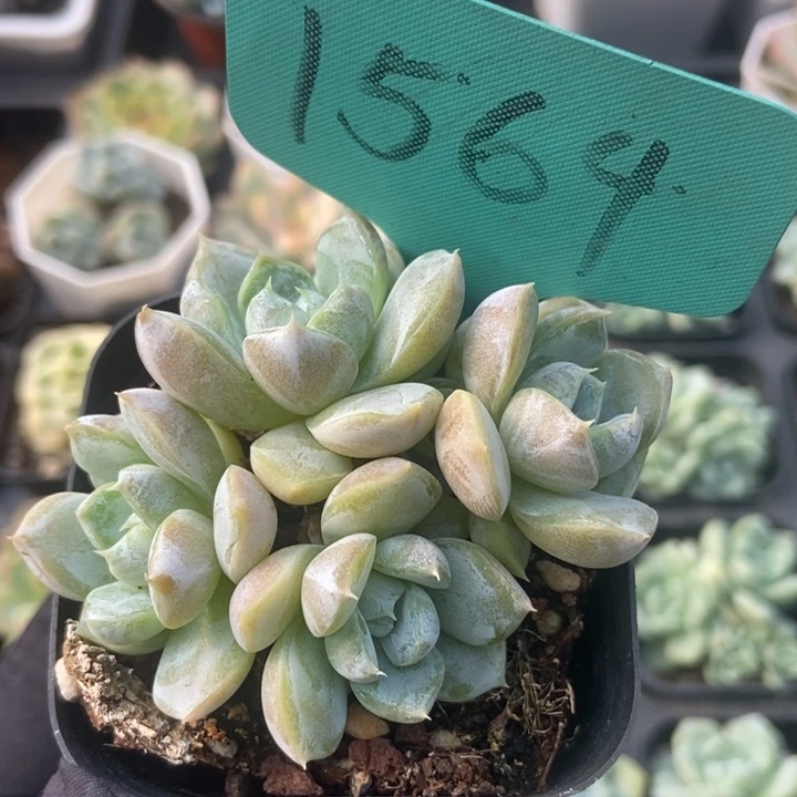 1564汉堡多肉植物保护