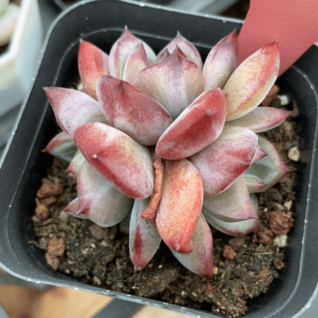多肉植物夜魔侠13