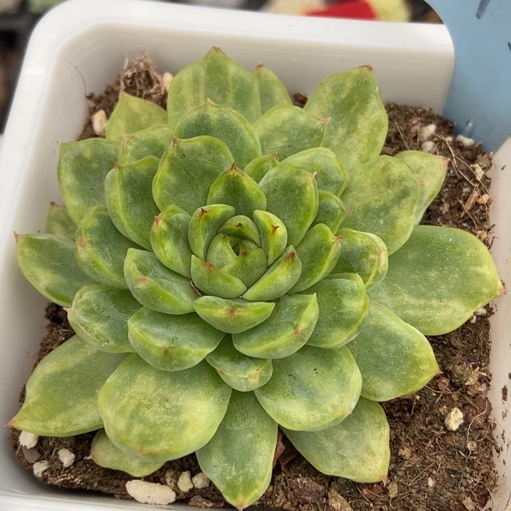 2135冰天使多肉植物