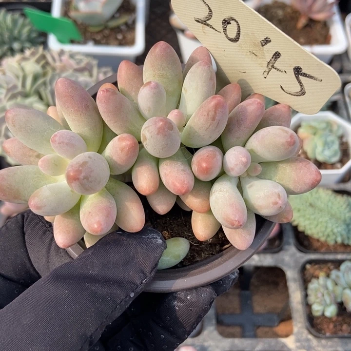 2045粉色恋人多肉植物