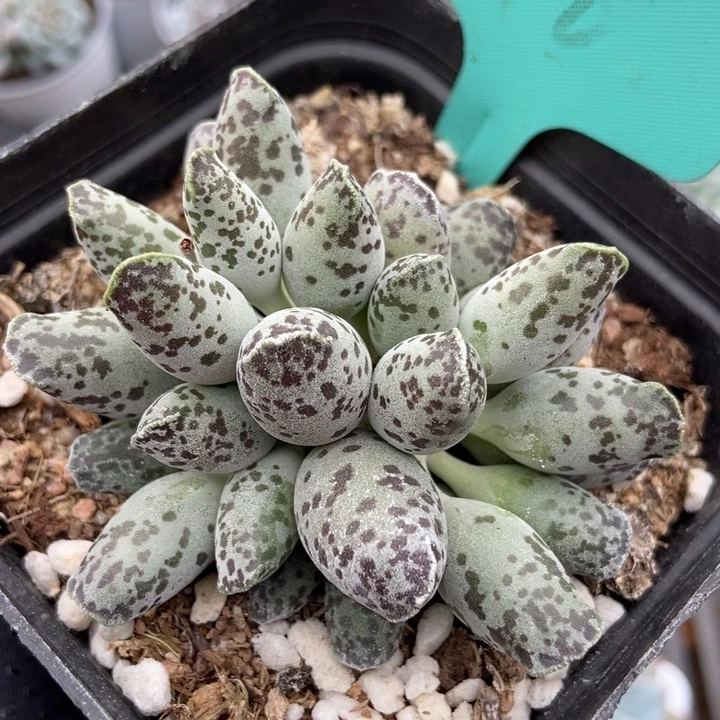 516海豹多肉植物保护
