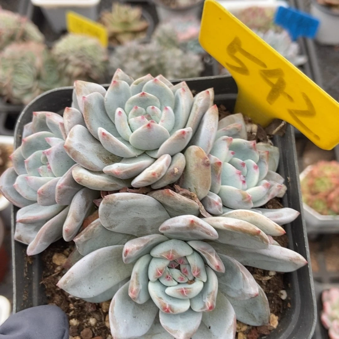 542星影多肉植物保护