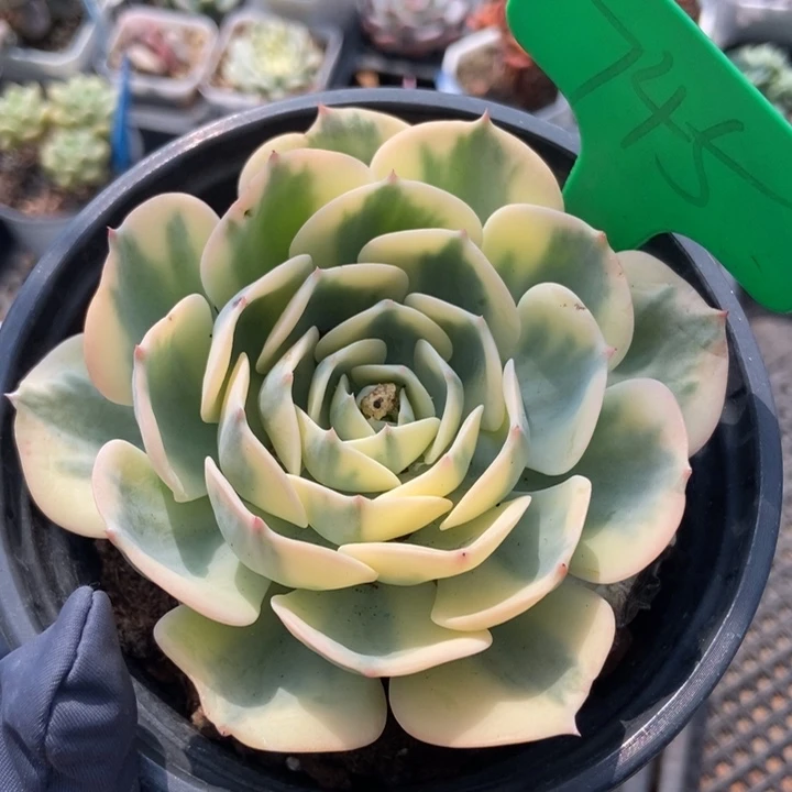 745玉蝶锦多肉植物