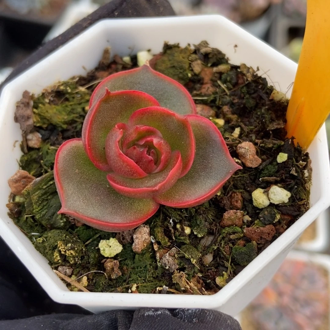 2106红灯多肉植物保护