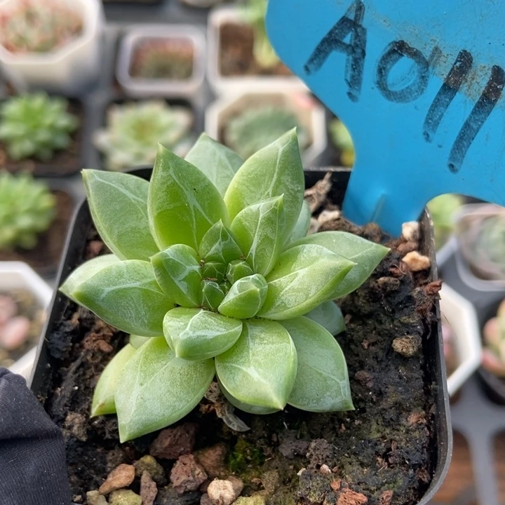011陨石多肉植物纤维