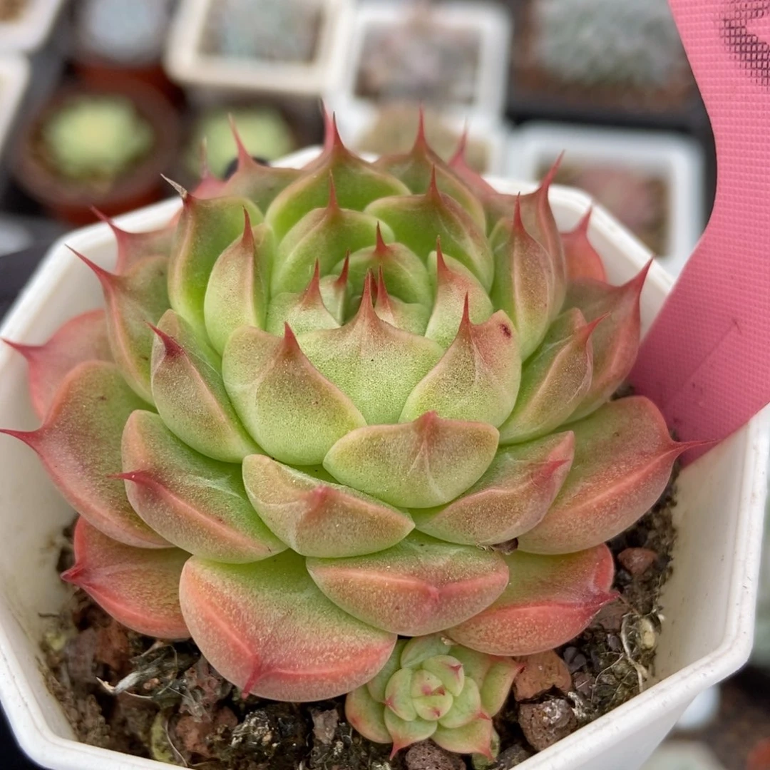 2032麦秆多肉植物保护