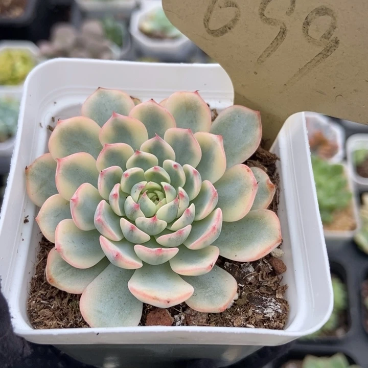 699忌廉锦多肉植物