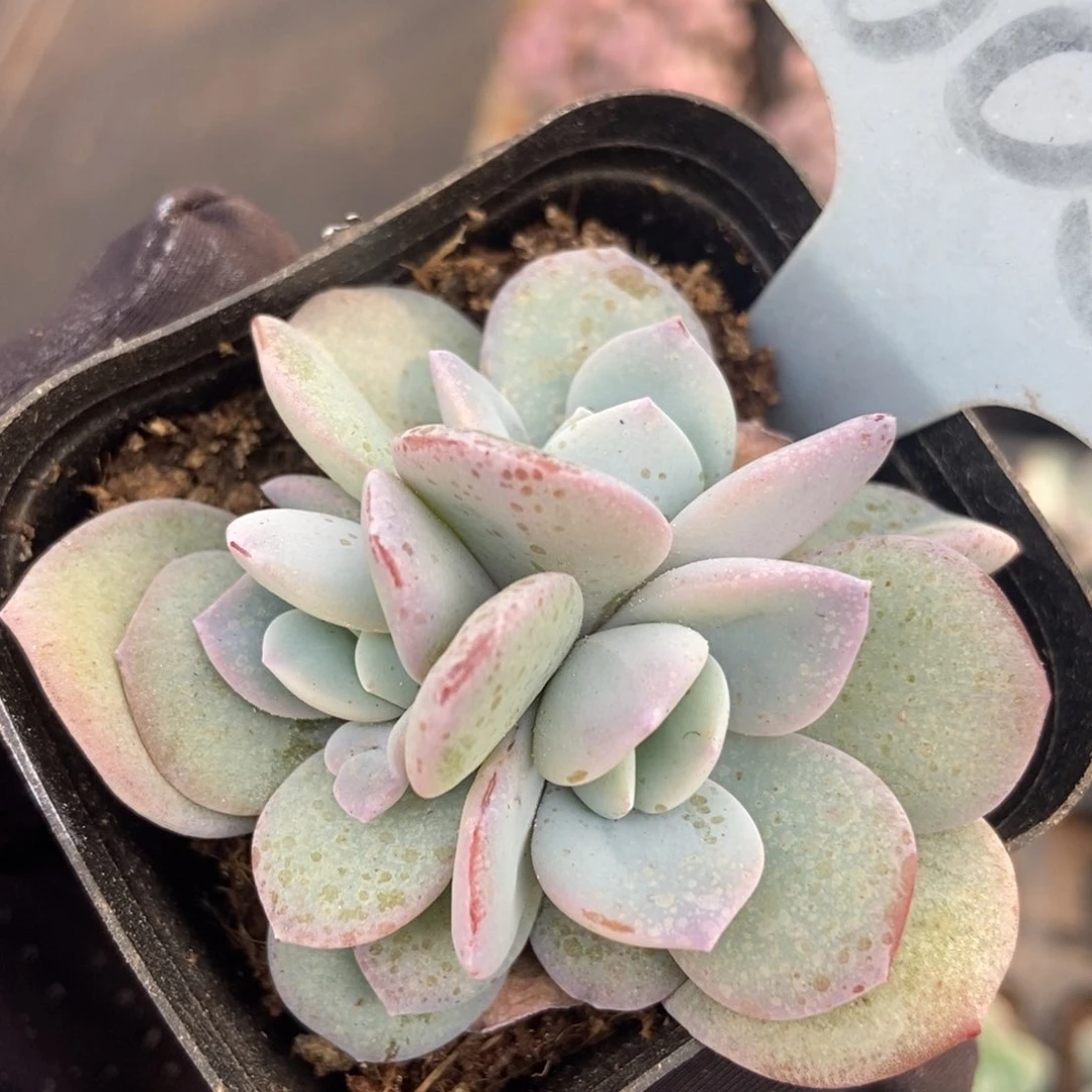 6052奶茶多肉植物保护