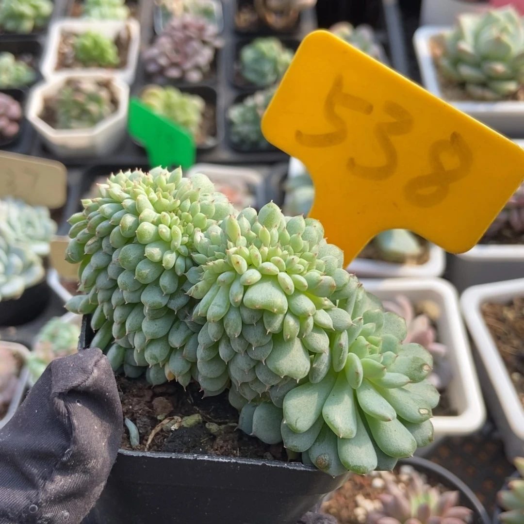 538白胖子缀多肉植物纤维