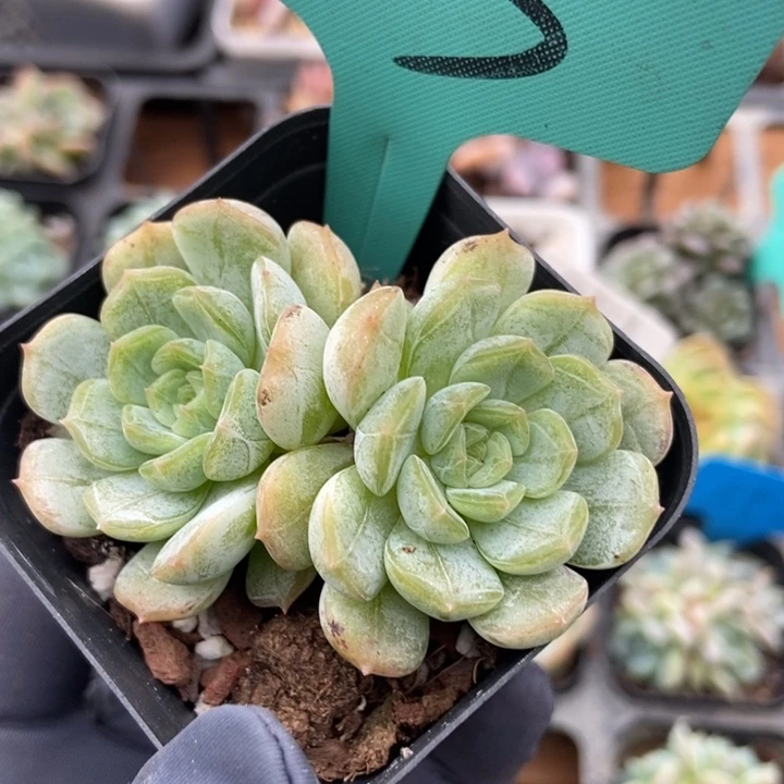 13白恋多肉植物保护