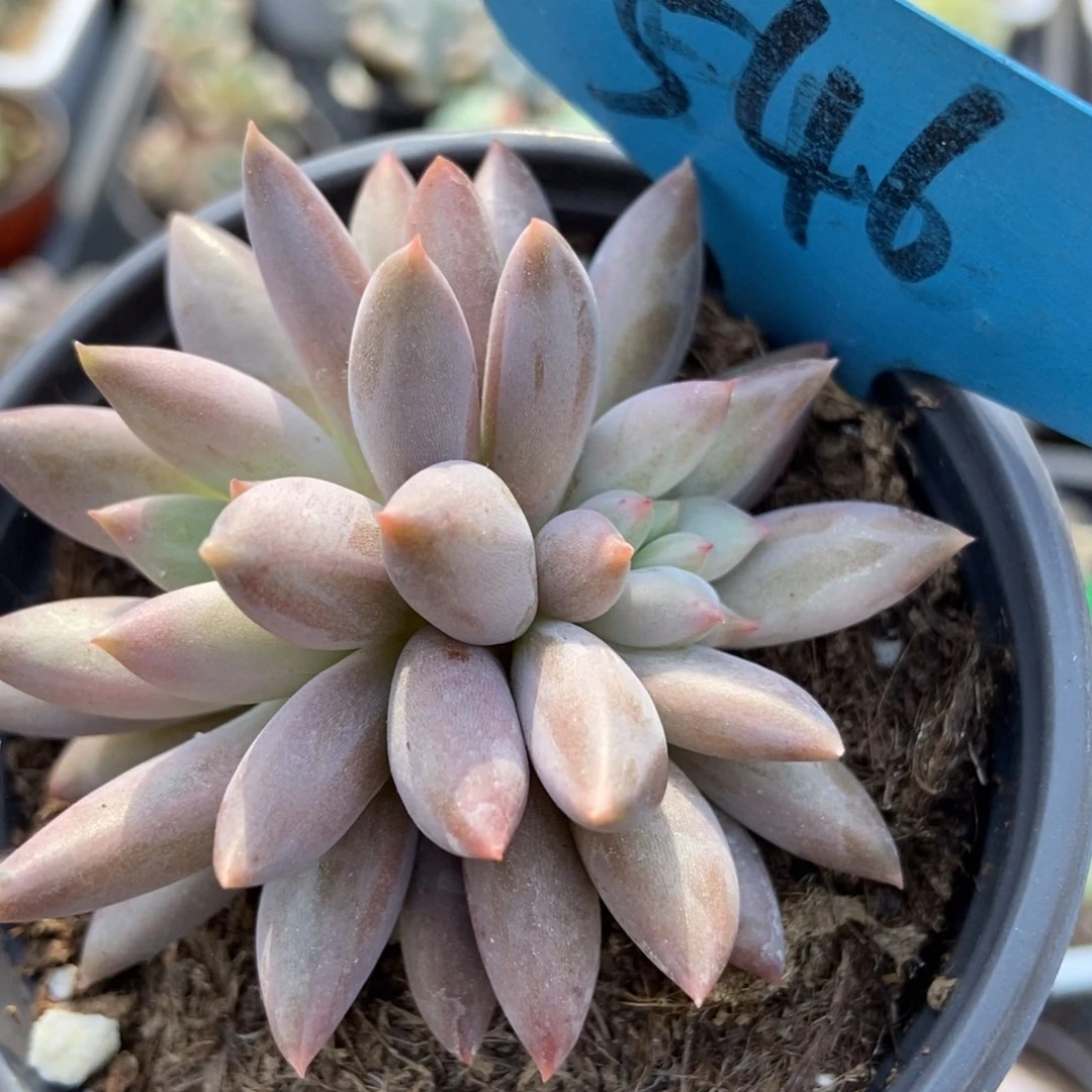 546车厘子多肉植物保护